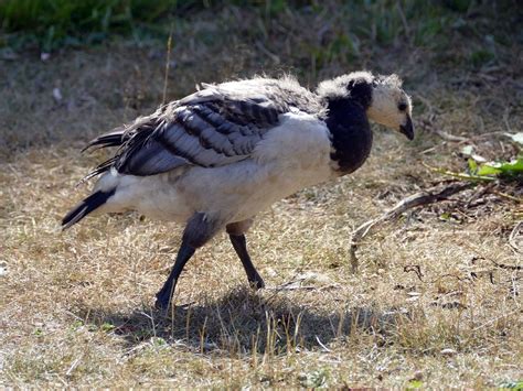 Barnacle Goose Bird Facts (Branta leucopsis) | Birdfact