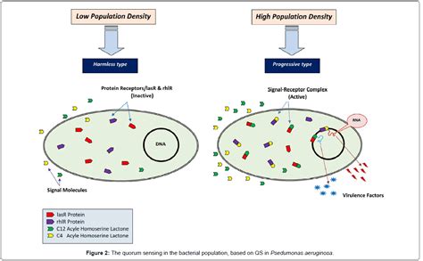 Quorum Sensing In Bacteria And A Glance On Pseudomonas Aeruginosa