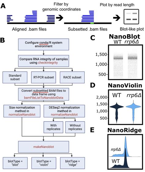 Antisense On Twitter NanoBlot An R Package For Visualization Of RNA