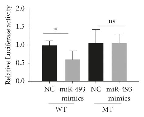 FAM64A Is The Target Of MiR 493 In OS A MiR493 Binding Sequence In