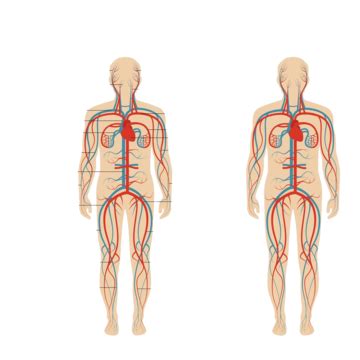 Sistema Circulatoriosangre Humana Arteria Cuerpo Coraz N Ciencia Vector