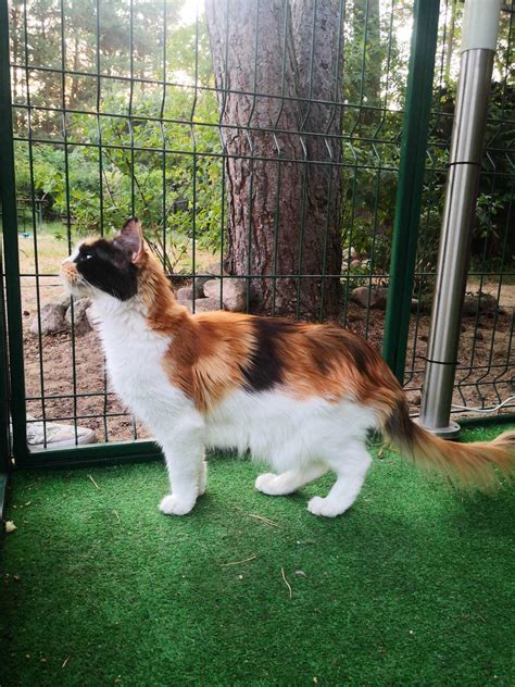 Kotka Pohodowlana Maine Coon Daisy Do P Atnej Adopcji Jamielnik Olx Pl