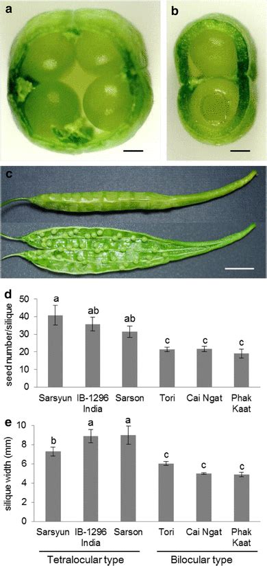 Morphological Characteristics And Silique Related Traits In Download Scientific Diagram