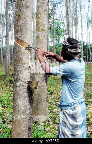 Malaysian Rubber Tapper At Work In Rubber Plantation Stock Photo Alamy