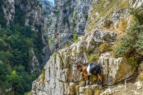 Roteiro De 5 Dias No Parque Picos De Europa Espanha Fabi Gama