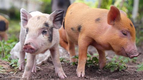 Pig Grunts Correspond With Mood Dnews Daily Bite Animal Planet