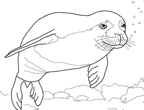 Sea Lion Coloring Pages For Kids Australian Sea Lion Coloring Page Free