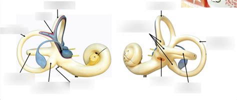 Inner Ear Diagram | Quizlet