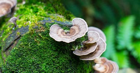 Turkey Tail Mushroom Best Health Benefits