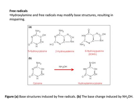 Molecular Mechanism Of Induced Mutations PPT