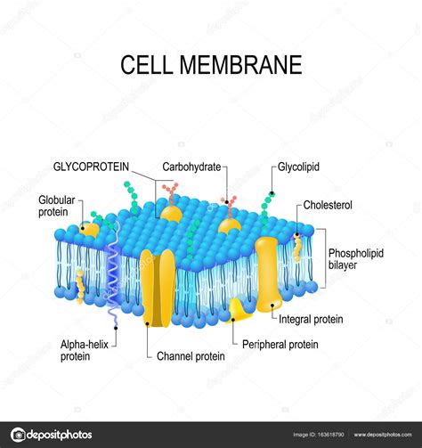 Cell membrane. Vector Stock Vector Image by ©edesignua #163618790