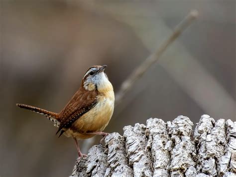 90 Best Carolina Wren Images On Pholder Birdpics Birding And