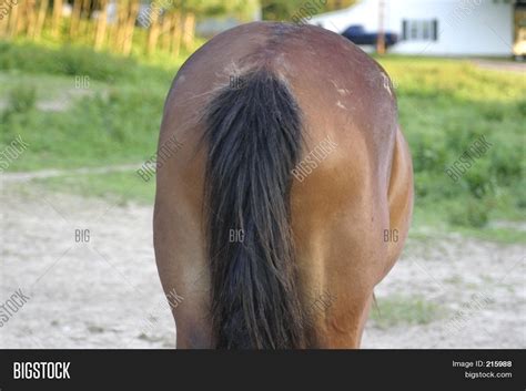 Bunda De Cavalo Descubre Y Comparte Los Mejores S En Tenor