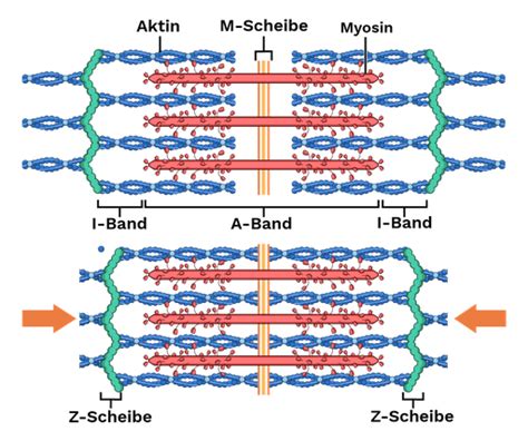 Sarkomere Labster Theory