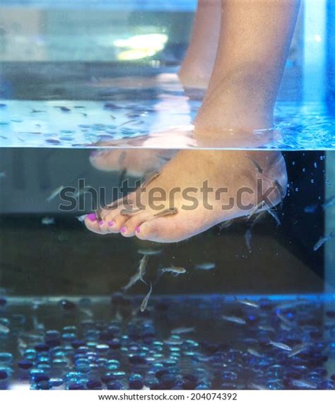 Doctor Fish Fish Spa Pedicure Rufa Stock Photo (Edit Now) 204074392