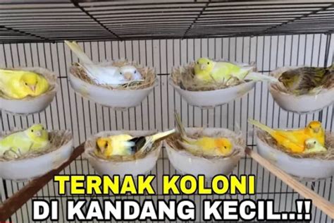 Budidaya Ternak Burung Kenari Sukses Di Lahan Sempit Dengan 1 Jantan 3