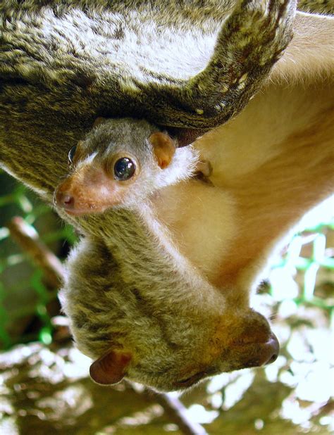 Philippine Flying Lemur | Natural Atlas