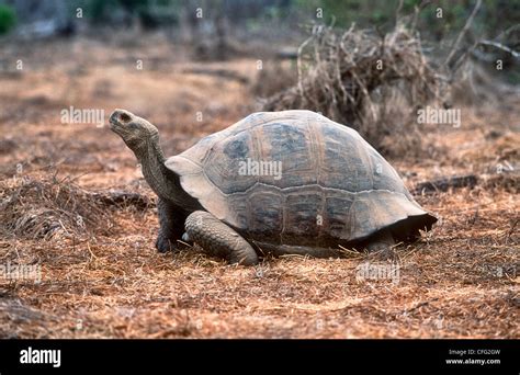 Tortuga Gigante de las islas Galápagos Geochelone nigra guentheri la