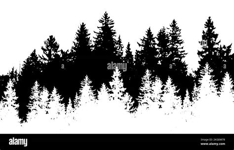 Spruce forest silhouette background monochrome. Winter snowy forest ...