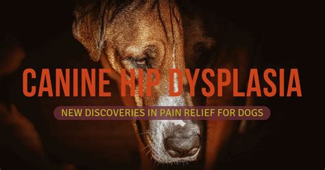 Hip Dysplasia In Dogs - Effective Treatment Alternatives