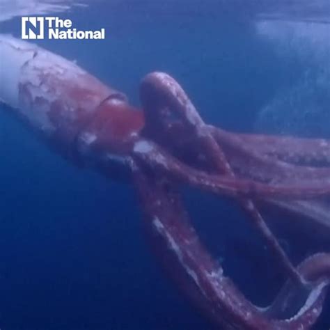 Rare Footage Of Live Giant Squid Filmed In Japan