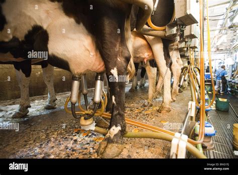 Dairy Cows Being Milked In Colora Maryland Stock Photo Alamy