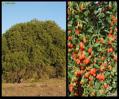 Gharqad Tree In Hadith: Only Legend Or Exists In Real Life?