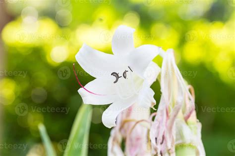 Swamp Lily flower 10468446 Stock Photo at Vecteezy