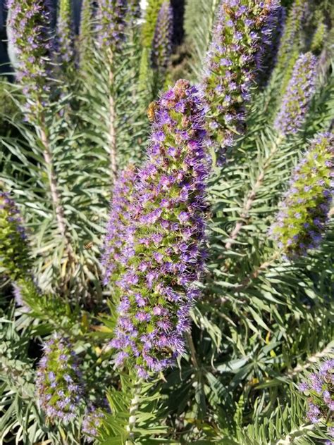 California Wildflower Series Spring Bloom Pride Of Madeira Stock Image