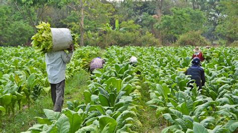 Covid Drives Malawi Tobacco Farmers To The Brink Humangle