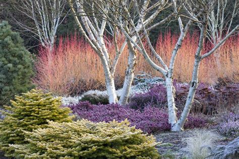 Create The Perfect Winter Interest Garden With These Expert Tips From