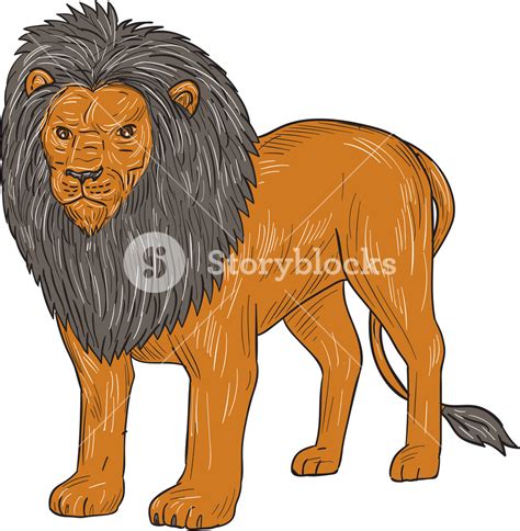 Standing Lion Drawing at PaintingValley.com | Explore collection of ...