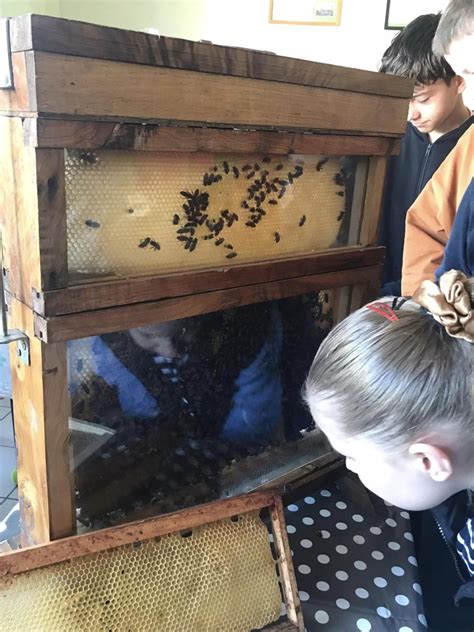 Découverte du monde des abeilles pour les 5ème Collège Sainte Marie