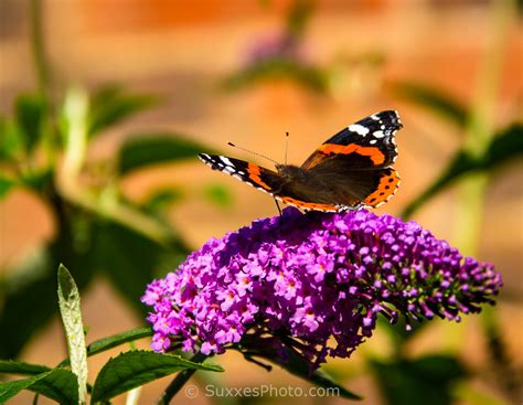 Garden Butterfly Sussex Uk Landscape Photography