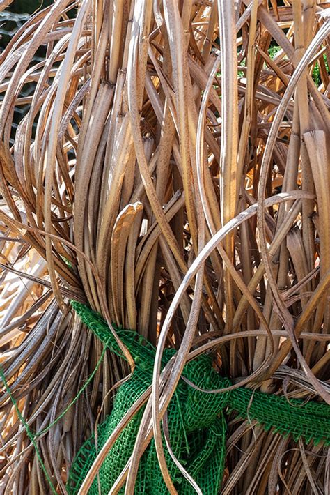 Den Garten Winterfest Machen Bevor Es Frostig Wird Gartenflora