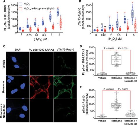 Lrrk2 Is Activated In Hek 293 Cells By Ros A The Pser1292 Proximity