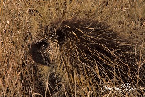 Porcupine in the Grass - Bliss Photographics Animals