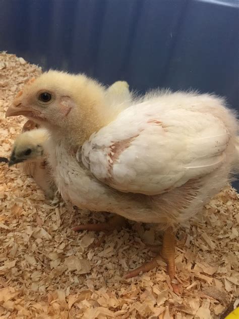 Help Identifying 4 Week Old Chick Backyard Chickens Learn How To