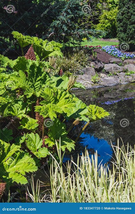 A Picture of Gunnera Plant in the Garden. Stock Photo - Image of ...