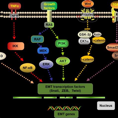 Emt Transcriptional Factors Activated By Extracellular And