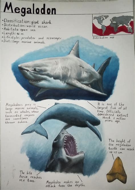 Megalodon by RuvimArt on DeviantArt