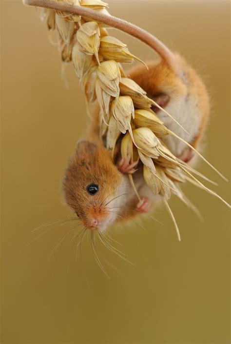 Harvest Mouse By Benjamin Joseph Andrew Cute Animals Nature Animals