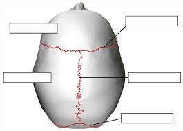 top of head sutures/bones Diagram | Quizlet