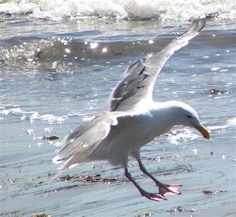 herring gull