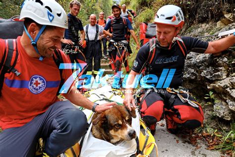 Tierisches Happy End Spektakuläre Rettung am Almbachkamm Applaus der