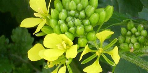 Гірчиця біла – Sinapis alba – Горчица белая, горчица английская