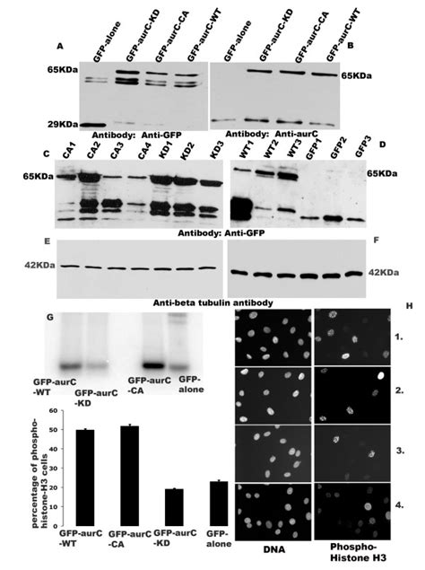 Western Blots Showing Gfp Aurc And Gfp Alone Proteins After 24 Hours