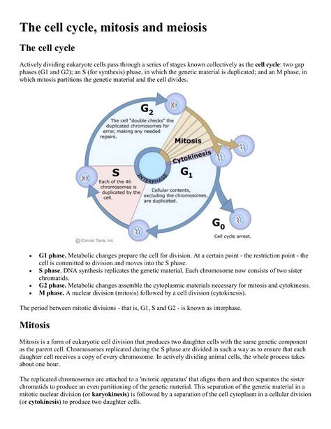 The cell cycle, mitosis and meiosis