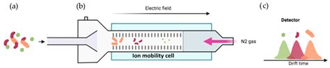 Proteomes Free Full Text Proteomics Methodologies The Search Of