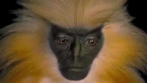 Un Peu D Anthropomorphisme Avec Le Langur Dor